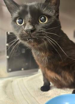 Rescue Domestic Short Hair Cats for Adoption in Batavia, Ohio - Janet Demita Jo Jackson | PetCurious