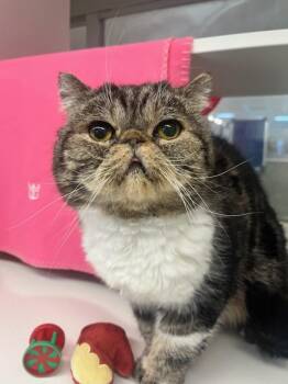 Exotic Shorthair Cats Available for Adoption - Trouble (ID 50541/721) | PetCurious