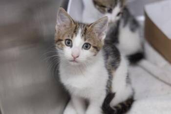 04850B Yukon -  Domestic Short Hair Cat Available for Adoption in North Charleston, South Carolina - 04850B Yukon | PetCurious