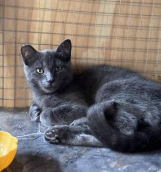 Rescue Domestic Short Hair Cats for Adoption in Courtenay, British Columbia - Larry | PetCurious