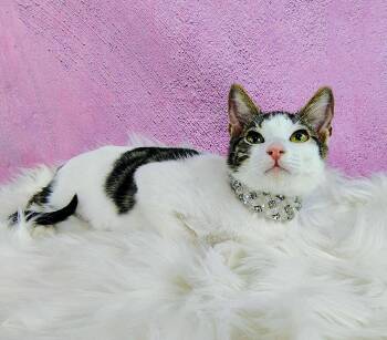 Rescue Domestic Short Hair Cats for Adoption in Houston, Texas - Charlie | PetCurious