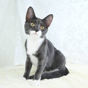Rescue Domestic Short Hair Cats for Adoption in Mobile, Alabama - Bitsy | PetCurious
