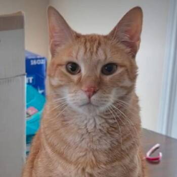 Max -  Domestic Short Hair Cat for Adoption in Midland, Texas - Max | PetCurious