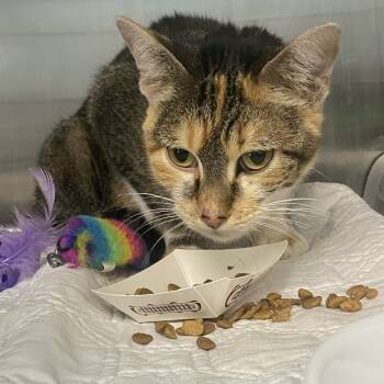 Rescue Domestic Short Hair Cats for Adoption in Belleville, Illinois - Priscilla | PetCurious