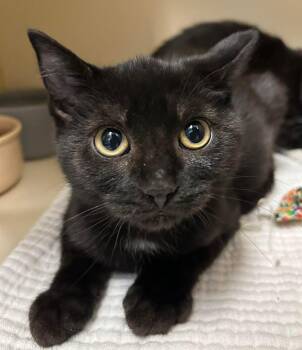Domestic Short Hair Cats Available for Adoption - Kyle | PetCurious