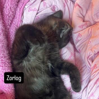 Zorlog -  Domestic Short Hair Cat for Adoption in Fredericksburg, Virginia - Zorlog | PetCurious