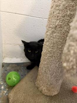 Domestic Short Hair Cats Available for Adoption - Beni | PetCurious