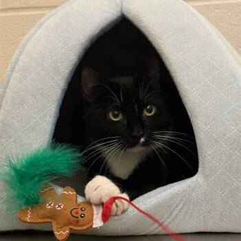 LAPRAS -  Domestic Short Hair Cat for Adoption in Boston, Massachusetts - LAPRAS | PetCurious