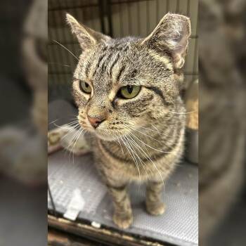 Domestic Short Hair Cats Available for Adoption - Zara | PetCurious