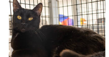 Rescue Domestic Short Hair Cats for Adoption in Stockton, California - Rekha | PetCurious