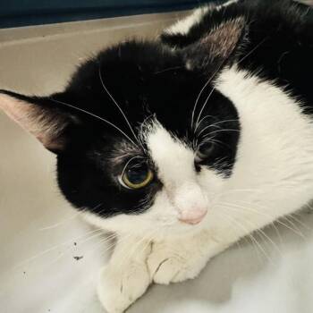 Gurt -  Domestic Short Hair Cat for Adoption in Des Moines, Iowa - Gurt | PetCurious