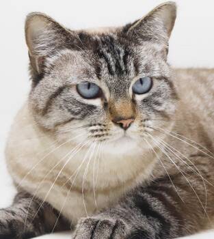Ash is AMAZING and POSSIBLE THERAPY SIAMESE - CHONKY love love L -  Siamese Cat for Adoption in Bedford Hills, New York - Ash Is AMAZING And POSSIBLE THERAPY SIAMESE - CHONKY Love Love L | PetCurious