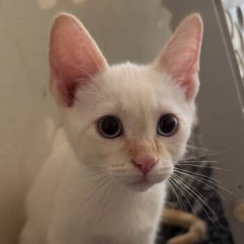 Rescue Siamese Cats for Adoption in Houston, Texas - Snow | PetCurious