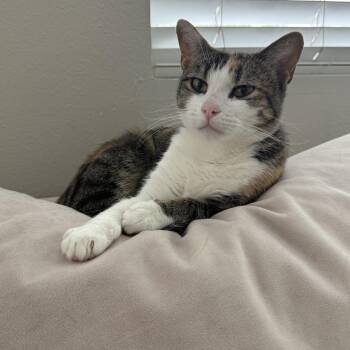 Peaches -  Torbie Cat for Adoption in Las Vegas, Nevada - Peaches | PetCurious