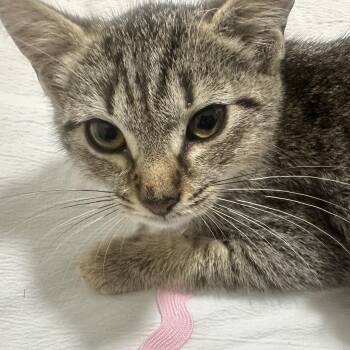 New Tiger Kitten Coming In -  Domestic Short Hair Cat for Adoption in Clifton, New Jersey - New Tiger Kitten Coming In | PetCurious