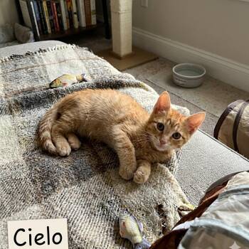 Cielo -  Tabby Cat for Adoption in Westland, Michigan - Cielo | PetCurious