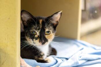 Taco -  Domestic Short Hair Cat for Adoption in Cary, North Carolina - Taco | PetCurious