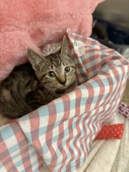 Rescue Tabby Cats for Adoption in Tavares, Florida - Hartford | PetCurious