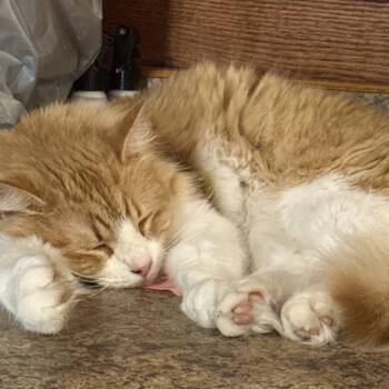 Domestic Medium Hair Cats Available for Adoption in Granby, Missouri - Bowser | PetCurious