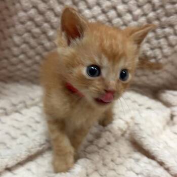 Scrummy -  Domestic Short Hair Cat for Adoption in North Canton, Ohio - Scrummy | PetCurious