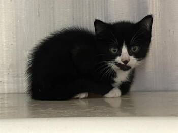 Domestic Short Hair Cats Available for Adoption in Tustin, California - BARNACLE BOY | PetCurious