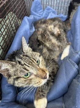 Domestic Short Hair Cats Available for Adoption in San Antonio, Texas - MARYLIN | PetCurious