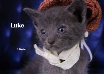 Luke -  Domestic Short Hair Cat for Adoption in York, Nebraska - Luke | PetCurious