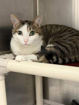 Domestic Short Hair Cats Available for Adoption in Charlotte, North Carolina - BRIDGETTE | PetCurious