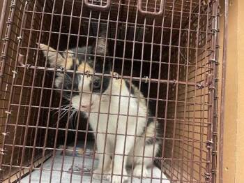 Allspice -  Domestic Short Hair Cat for Adoption in Austin, Texas - Allspice | PetCurious