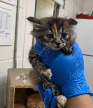 Kate -  Domestic Long Hair Cat for Adoption in Fruit Heights, Utah - Kate | PetCurious