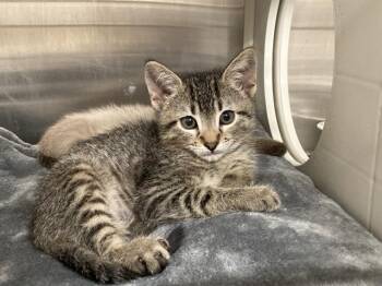 MISO -  Domestic Short Hair Cat for Adoption in Tustin, California - MISO | PetCurious