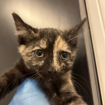 Pocket -  Domestic Short Hair Cat for Adoption in Troy, Virginia - Pocket | PetCurious