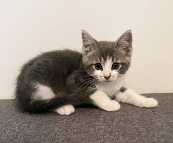 Dean ~ Available at PetSmart Warsaw, IN! -  Domestic Short Hair Cat for Adoption in Rochester, Indiana - Dean ~ Available At PetSmart Warsaw, IN! | PetCurious