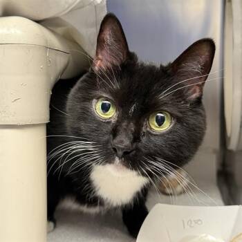 CINDY LOU -  Domestic Short Hair Cat for Adoption in Las Vegas, Nevada - CINDY LOU | PetCurious