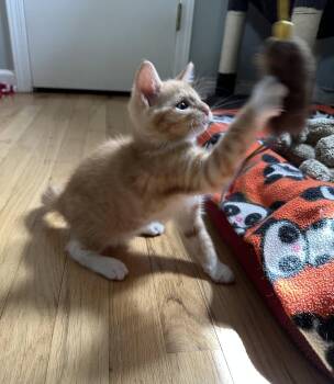 Domestic Short Hair Cats Available for Adoption in Trenton, New Jersey - Flurries Of Gianna | PetCurious