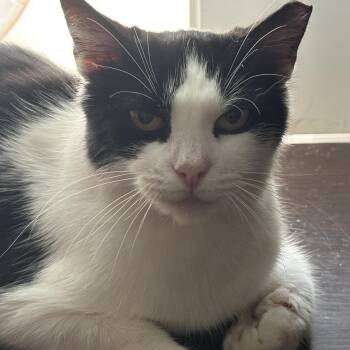 Rescue Domestic Short Hair Cats for Adoption in Columbus, Ohio - Abigail (Abby) | PetCurious