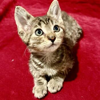 Tigger* -  Domestic Short Hair Cat for Adoption in San Gabriel, California - Tigger* | PetCurious