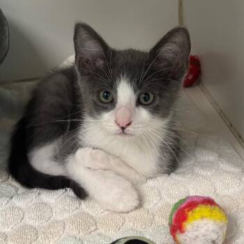 Smokey -  Domestic Short Hair Cat for Adoption in Hawthorne, California - Smokey | PetCurious