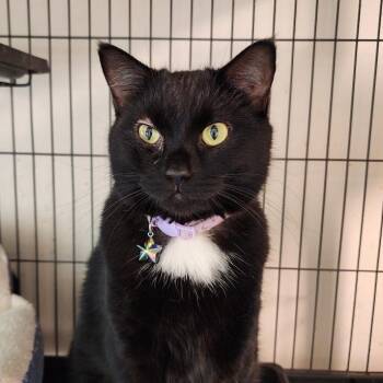 Mocha -  Domestic Short Hair Cat for Adoption in Toms Brook, Virginia - Mocha | PetCurious