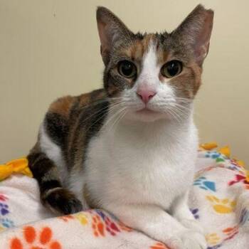 Fiona -  Domestic Short Hair Cat for Adoption in Rochester, Minnesota - Fiona | PetCurious