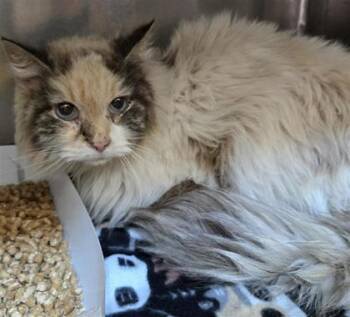 61250854 -  Siamese Cat for Adoption in El Paso, Texas - 61250854 | PetCurious