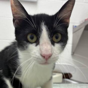 Sir Moffet -  Domestic Short Hair Cat for Adoption in Corpus Christi, Texas - Sir Moffet | PetCurious