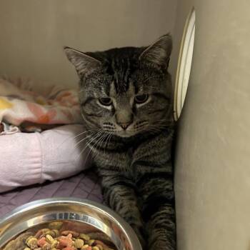Saoirse -  Domestic Short Hair Cat for Adoption in Conway, New Hampshire - Saoirse | PetCurious