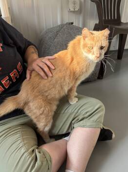 Nacho -  American Shorthair Cat for Adoption in Big Rapids, Michigan - Nacho | PetCurious