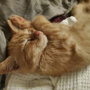 Flicker -  Tabby Cat for Adoption - Flicker | PetCurious