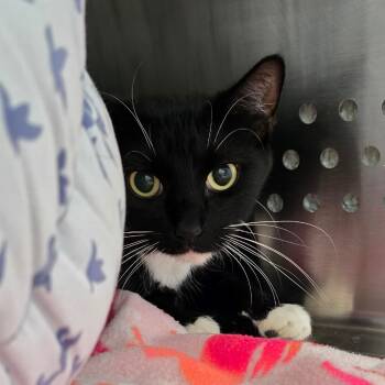 Rescue Domestic Short Hair Cats for Adoption in Denver, Colorado - Mikkel DAP | PetCurious