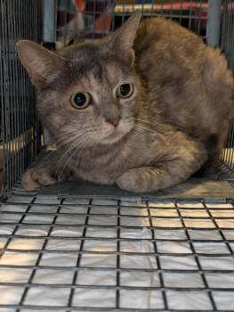 Claire -  Domestic Short Hair Cat for Adoption in Emerald Isle, North Carolina - Claire | PetCurious