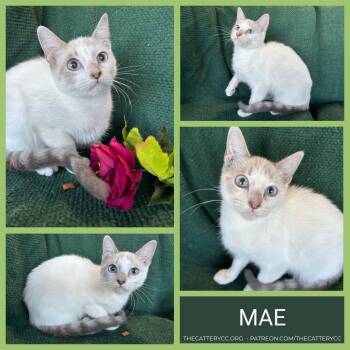 Mae -  Siamese Cat Available for Adoption in Corpus Christi, Texas - Mae | PetCurious