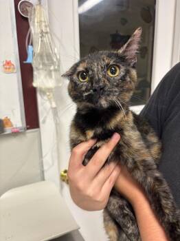 Vixen -  Domestic Short Hair Cat for Adoption in Fall River, Massachusetts - Vixen | PetCurious