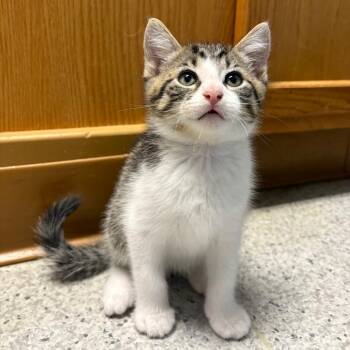 26-203 Bolt -  Domestic Short Hair Cat for Adoption in North Branford, Connecticut - 26-203 Bolt | PetCurious